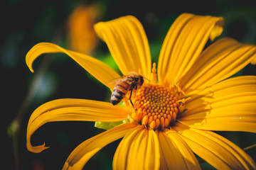 Bee and Mexican Sunflower Weed macro Film style photo