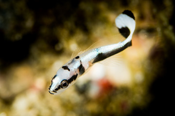 juvenile fish of unknown species