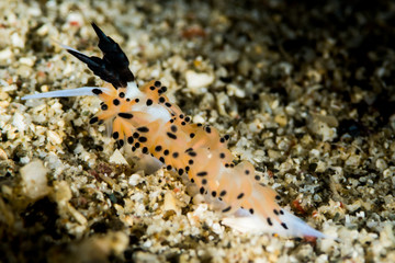 nudibranch sea slug favorinus tsuruganus