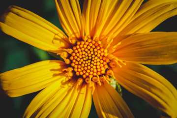 Bee and Mexican Sunflower Weed macro Film style photo