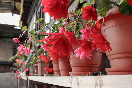 Beautiful pink "Angel Wing Begonia" flowers in pots