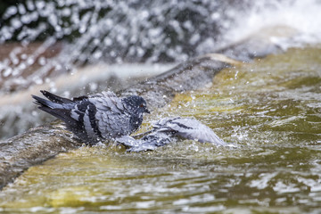 Pigeon having bath in the fountain at Tivoli