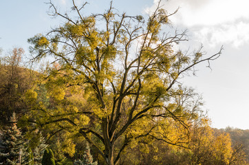 Single majestic tree during sunny golden fall day, autumn evening