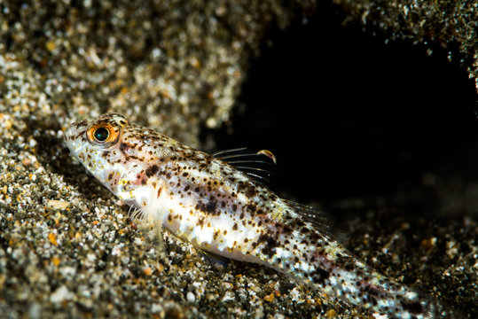 sand goby fish