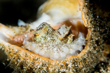 coconut octopus in its protective shell on a sandy bottom
