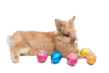 rabbit with easter eggs isolated