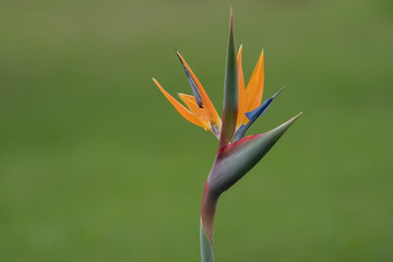 Strelitzie - Paradiesvogelblume