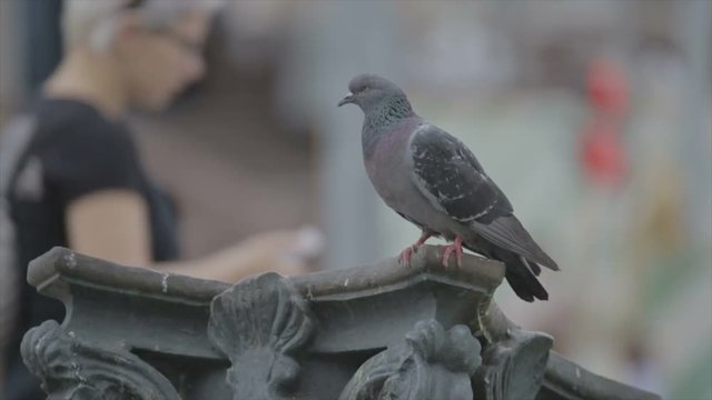 A lonely dove sits on a pilaster
