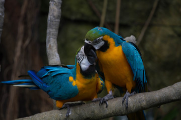 Playful Parrots 