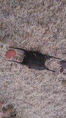 Rochenei am Nordseestrand in Daenemark