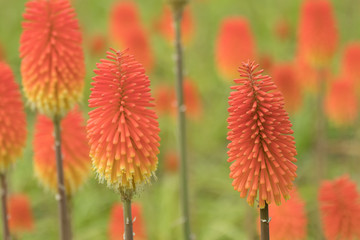 Schopf-Fackellilie, Kniphofia uvaria