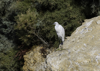  Little Egret Standing on the Rock