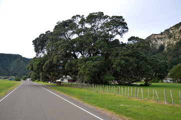 Fototapeta na wymiar Giant Pohutukawa tree at Te Araroa