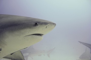 Scuba diving with Bull Sharks in the Caribbean - Underwater photography background