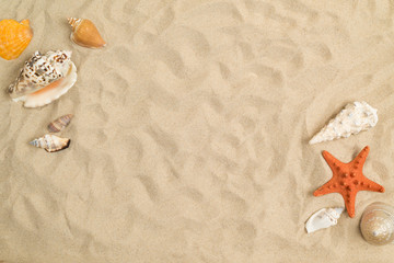 Seashells on sand with white paper in center