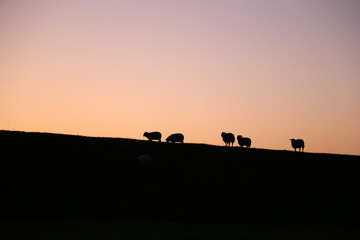 Fototapeta na wymiar Schafe auf Deich bei Glückstadt im Sonnenuntergang