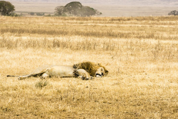 Naklejka premium a lion sleeping inside Ngorongoro crater in Tanzania, Africa