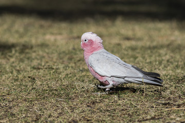 Galah (Eolophus roseicapilla). Alice Springs, Northern Territory, Australia