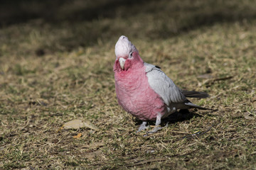 Galah (Eolophus roseicapilla). Alice Springs, Northern Territory, Australia