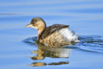 Zwergtaucher   ( Tachybaptus ruficollis )
	