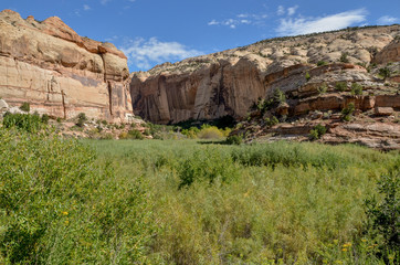lush greenery at the Calf Creek Canyon in the morning
Grand Staircase - Escalante National Monument, Garfield county, Utah