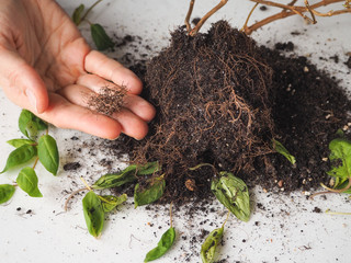 The decay of plant roots. Transplantation and cultivation of plants.
