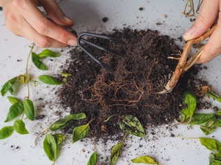 The decay of plant roots. Transplantation and cultivation of plants.
