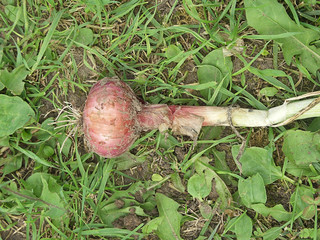 Obraz premium Freshly dug organic red onion drying on the grass in sunny day