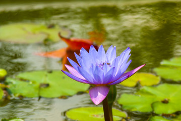 Water lilly, Nymphaea caerulea. Lilies Floating on a Lake. Purple Water Lily flowers in full Bloom. Guatemala