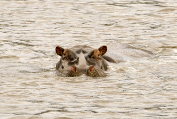 hippopotamus swimming in Ngorongoro National Park, Tanzania, Africa