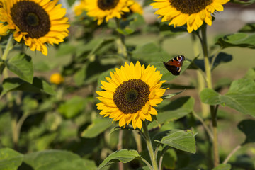 Sonnenblume auf einem Sonnenblumenfeld mit einem fliegenden Schmetterling (Tagpfauenauge)