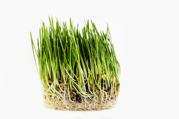 grass on white background