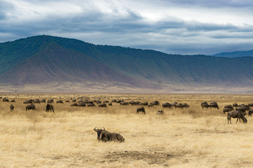 Panoramic view inside Ngorongoro crater with Wildebeest, Tanzania, Africa © Massimo