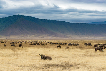 Panoramic view inside Ngorongoro crater with Wildebeest, Tanzania, Africa