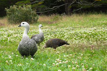 Three very beautiful ducks, geese (goose) in a park in Patagonia
