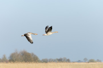Deutschland, Niedersachsen, Ostfriesland, Krummhörn, Graugänse im Flug. © Oskar