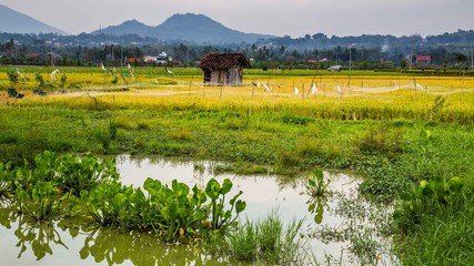 Rice fields in central Java Indonesia