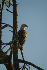 Bald Eagle at Lake Coeur d' Alene, Idaho. At dawn, a bald eagle scans Coeur d' Alene lake for a meal of fish.