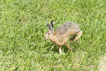 Deutschland, Feldhase (Lepus europaeus) auf einem Feld.