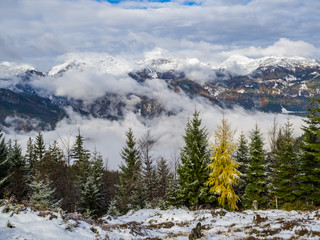 Yellow larch tree on Kranjska reber mountain in Kamnik-Savinja mountain range standing out from the forest of spruce trees 