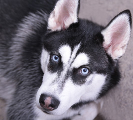Black white siberian husky with blue eyes lying on floor