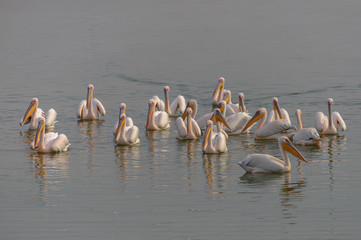 A flock of large pelicans on the water