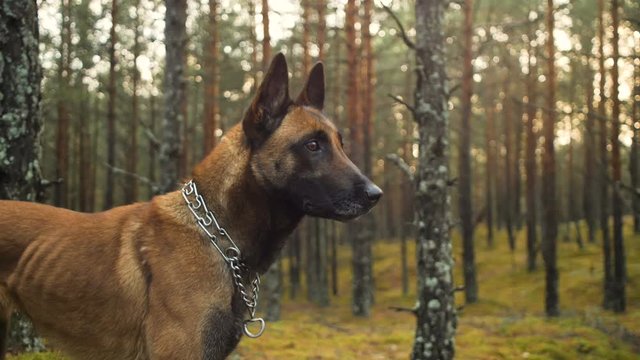 belgian sheppard dog outdoors in forest