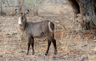 Naklejka na ściany i meble young waterbuck standing in the bush looking directly into camera in South Luangwa National Park, Zambia