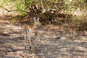 Impala (Aepyceros melampus) Mother and very young calf standing in the bush in south luangwa, zambia