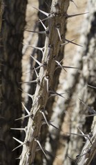Ocotillo Spines