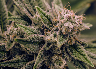 Grand Funk OG - Live Cannabis Bud Shot