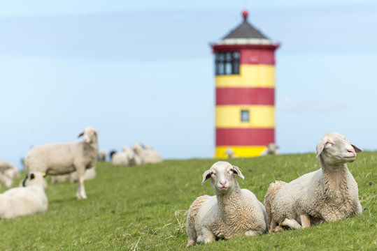 Deutschland, Niedersachsen, Ostfriesland, Krummhörn, Schafe beim Pilsumer Leuchtturm.