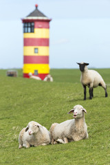 Fototapeta premium Deutschland, Niedersachsen, Ostfriesland, Krummhörn, Schafe beim Pilsumer Leuchtturm.