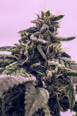 Live Cannabis Bud Shot